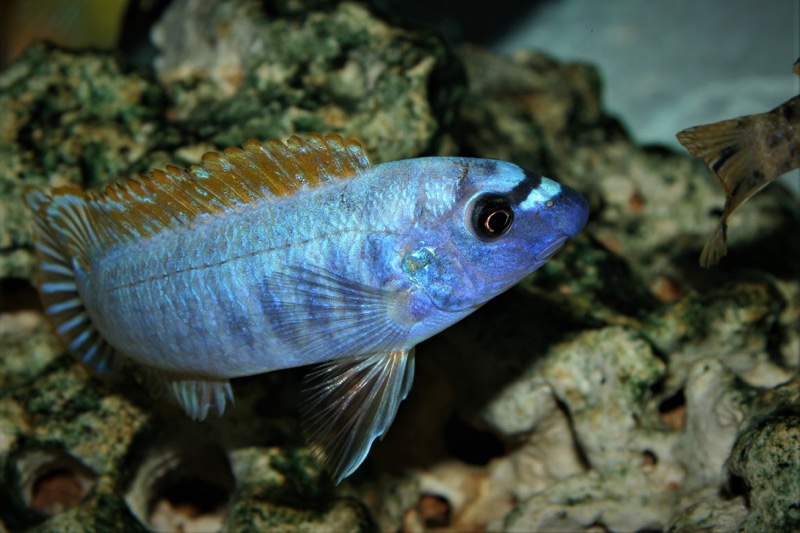 Labeotropheus trewavasae 'Thumbi West Island'